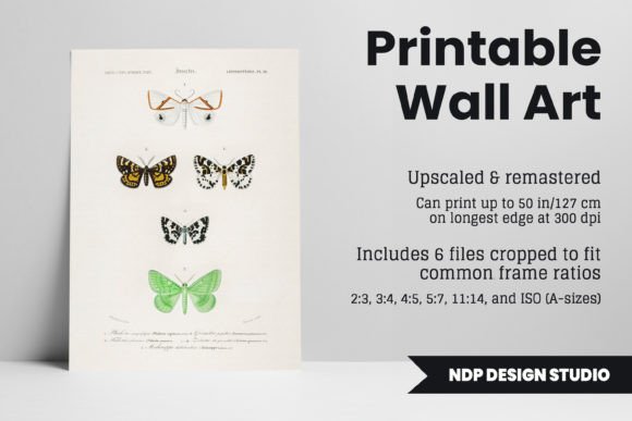 Download Vintage Moth Illustration Printable Art - Print Collection