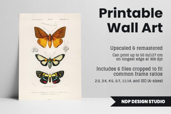 Download Vintage Moth Illustration Printable Art - Print Collection