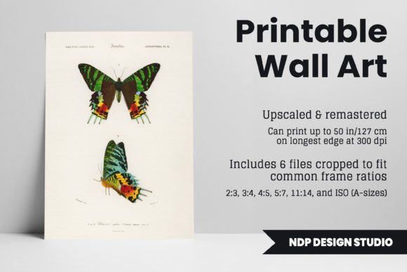 Download Vintage Moth Illustration Printable Art - Print Collection